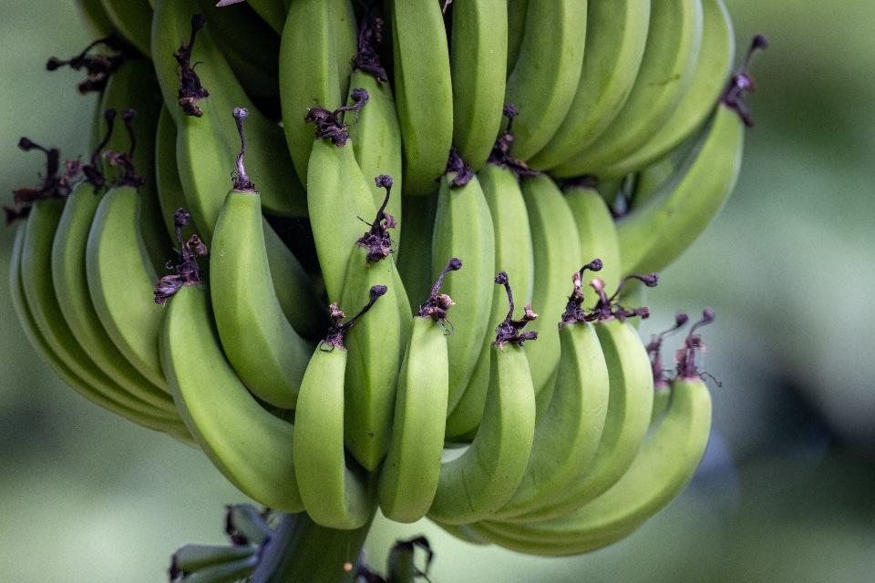 Cacho de bananas verdes ainda na bananeira