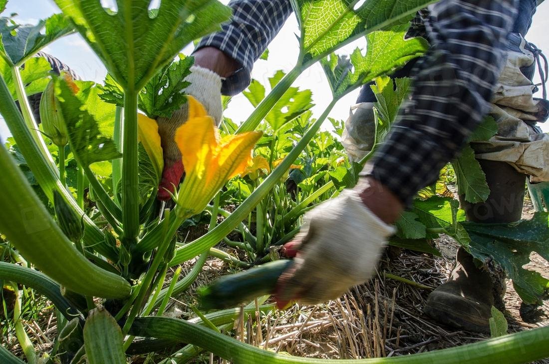Mãos com luvas colhendo abobrinha entre as folhas da planta