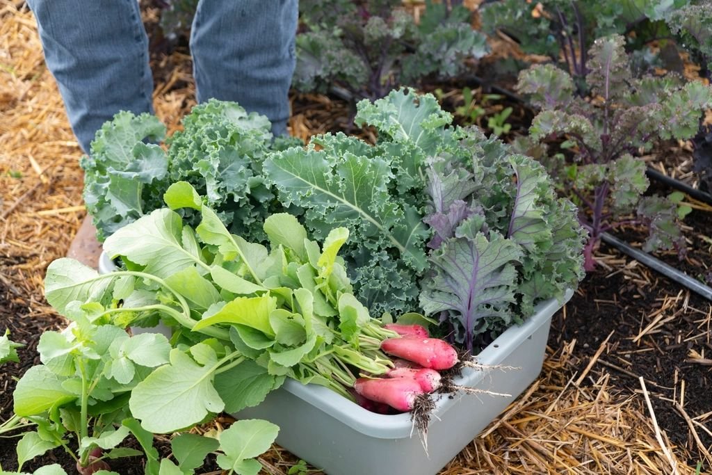 Caixa com couve, folhas verdes e rabanetes recém-colhidos no campo